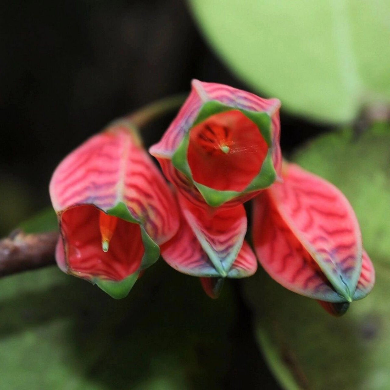 9178 小亮老师前几天在墨脱的vlog中提到了一个神奇的植物,树萝卜