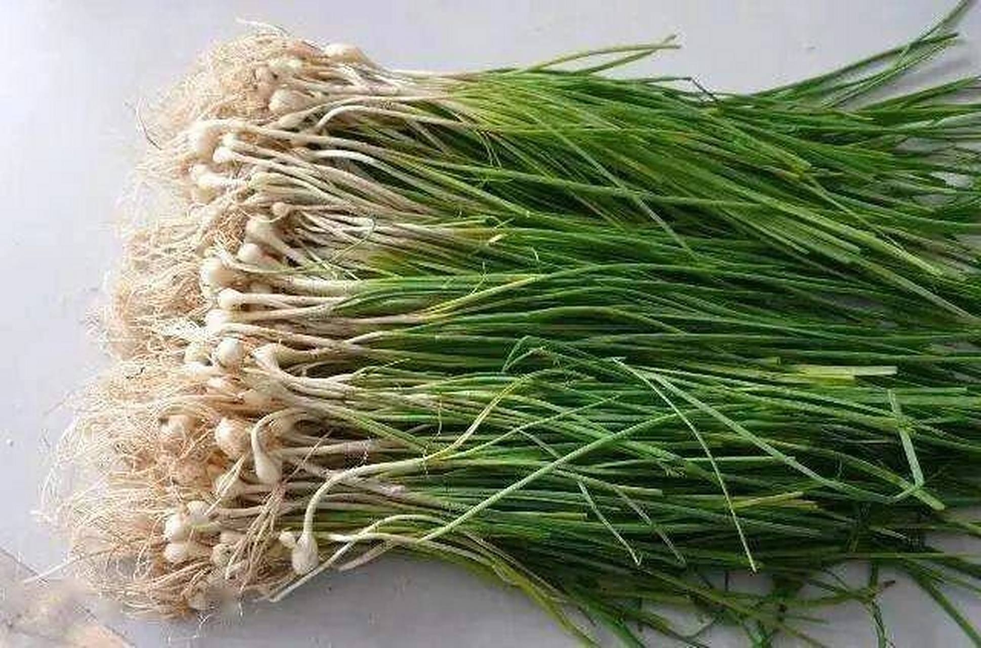 中药1—薤白(心病宜食之) 中药1—薤白(心病宜食之) 薤白是一种很常用