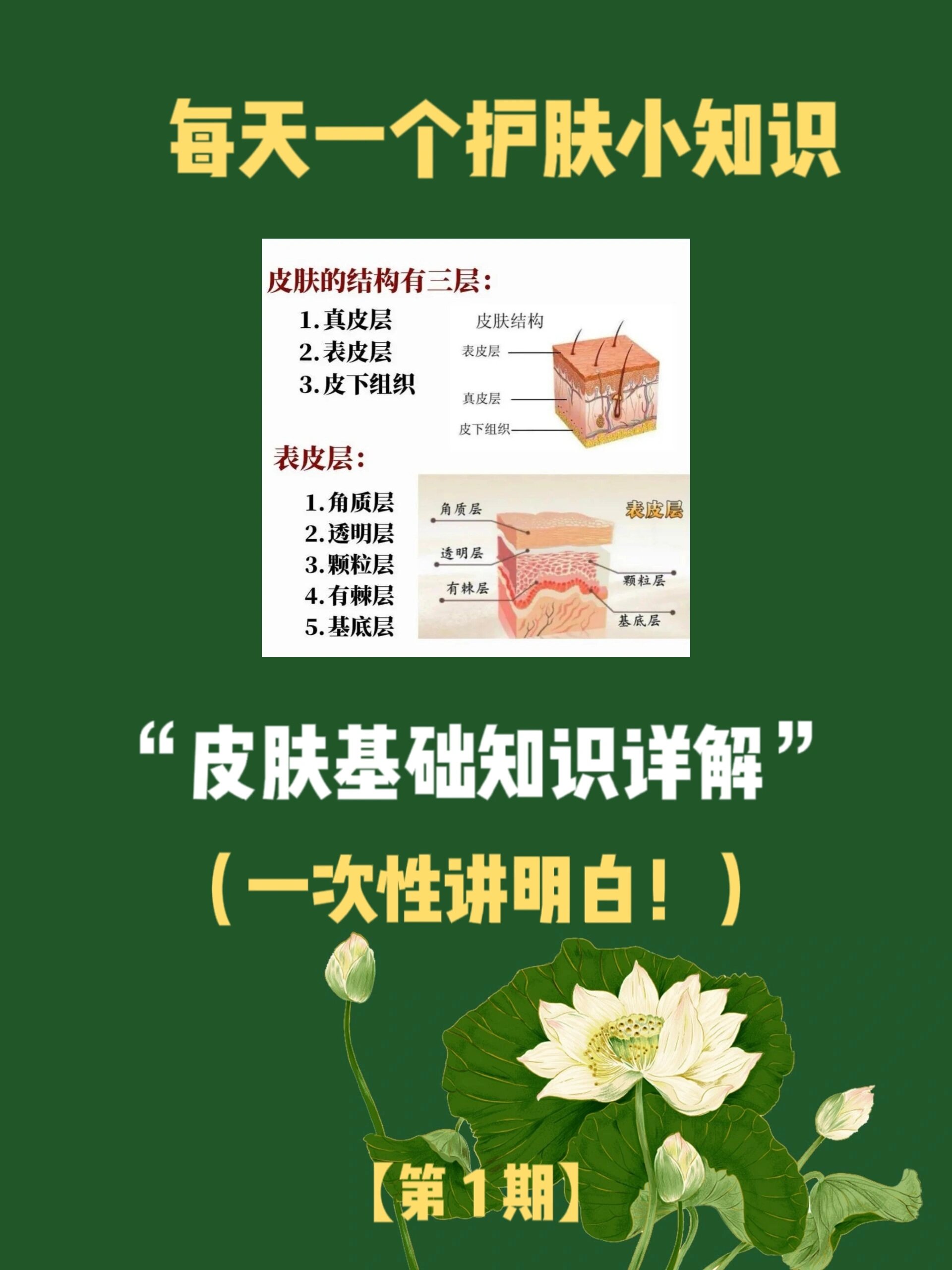 每天一个护肤小知识:皮肤的基础知识科普!