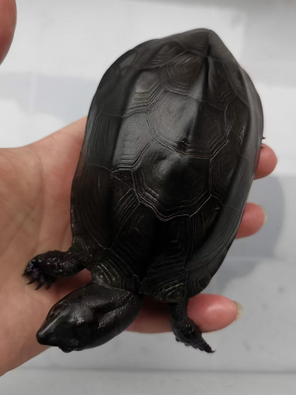 镇宅墨龟,辟邪首选! 顶级无锈24k刀刻满纹纯炭墨,密纹路小掌墨,绝品.