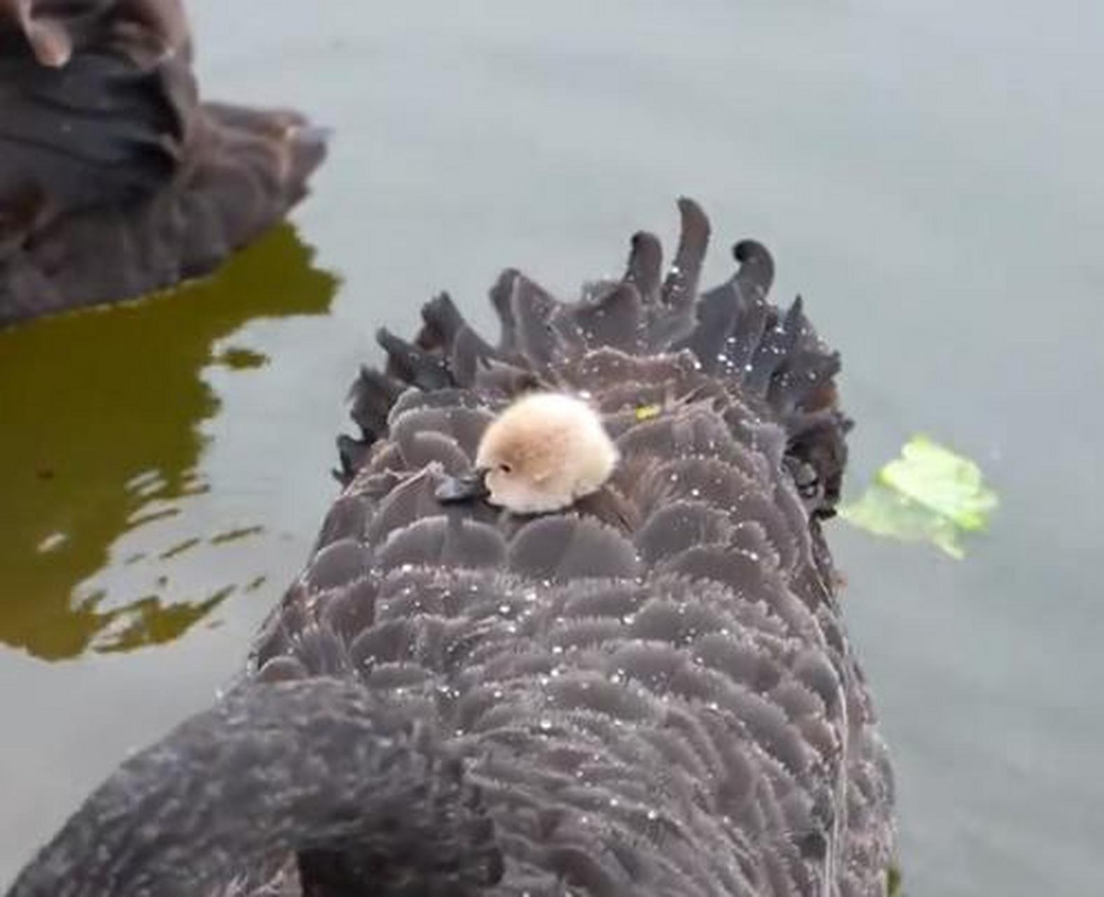 【小天鹅藏在妈妈背上太萌了】近日,安徽师范大学 校园内,一只天鹅幼