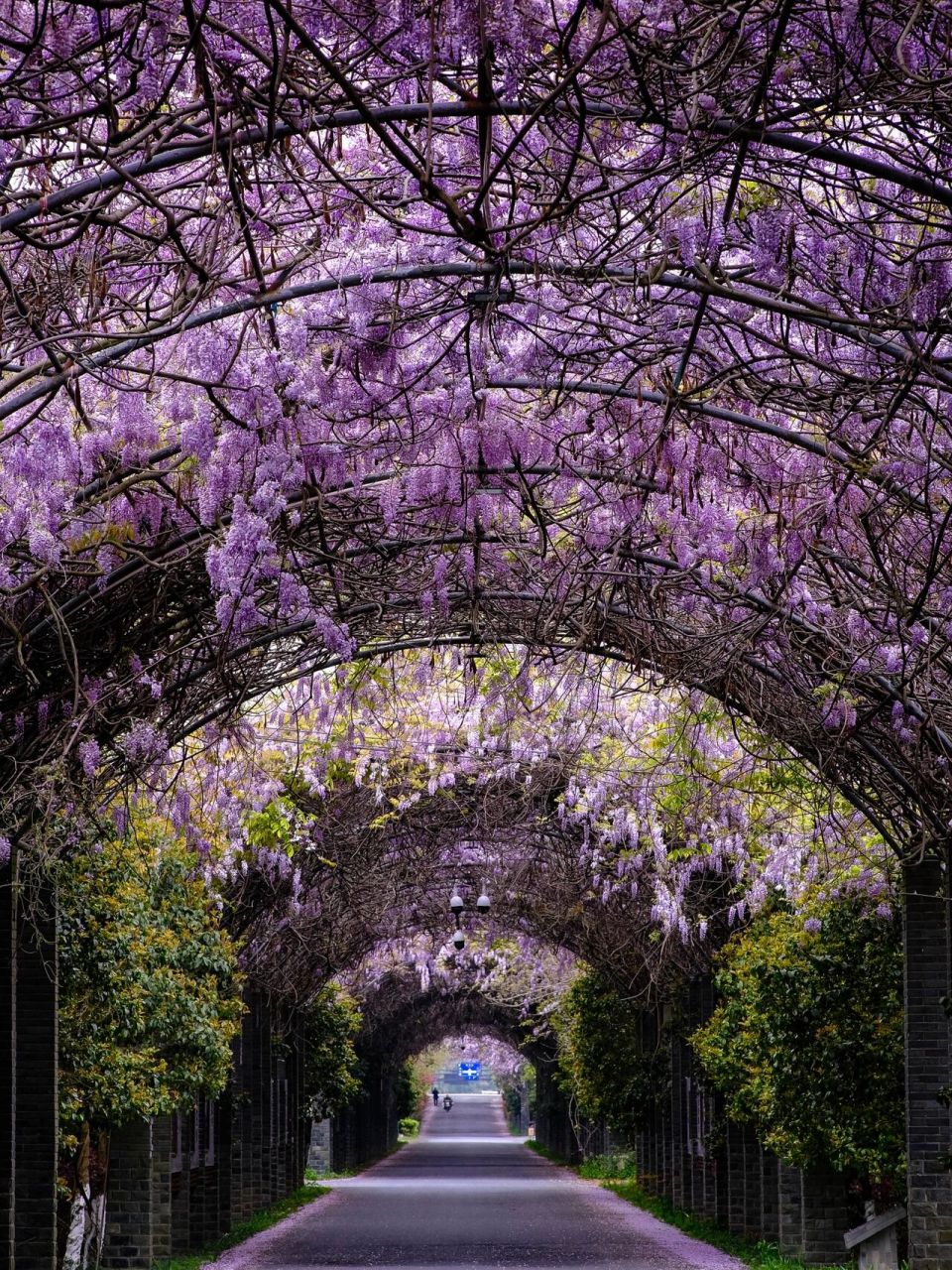 这应该是杭州最长的紫藤花廊了吧!超浪漫!