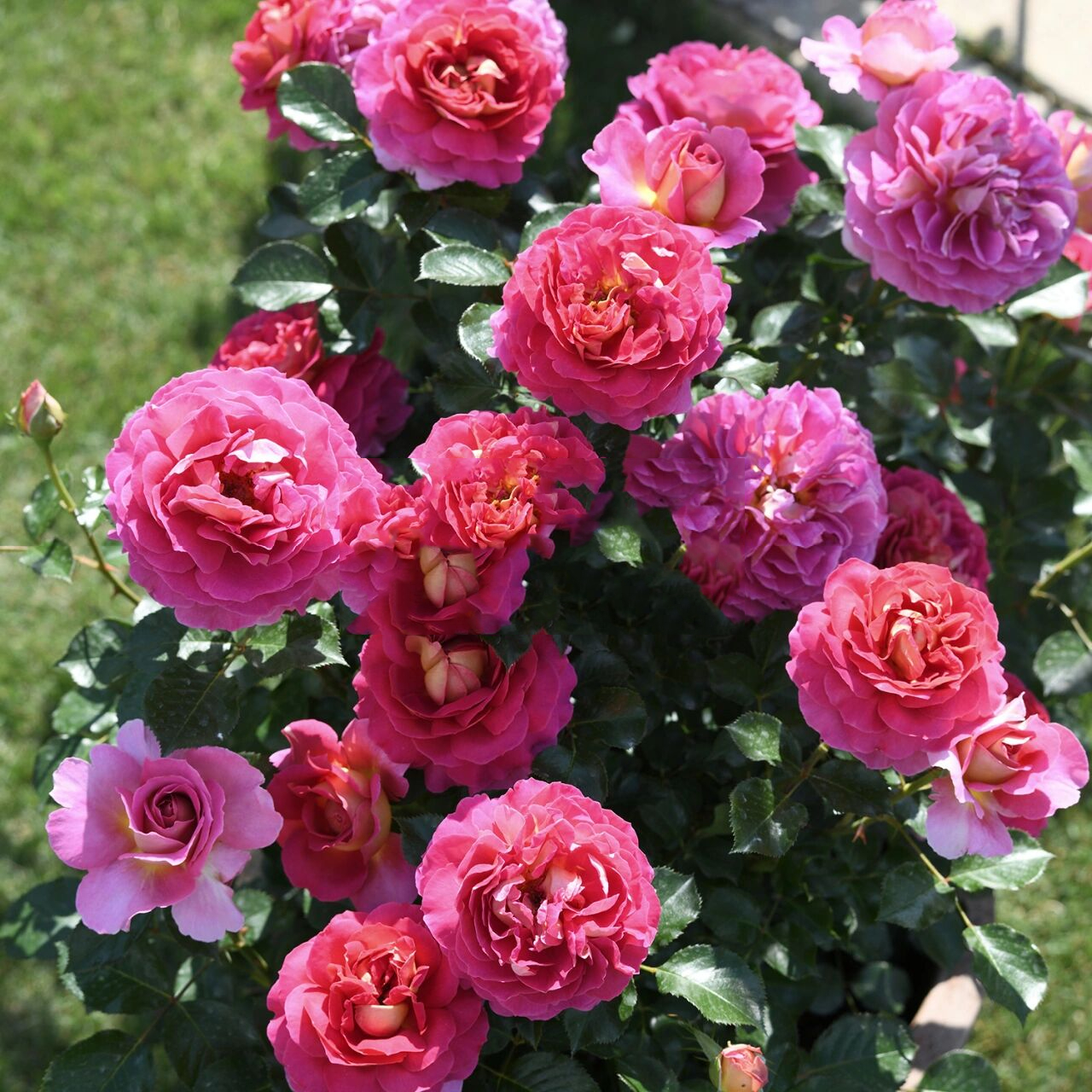 戴尔巴德月季 巴黎精神 esprit de paris 戴尔巴德2020年新品 巴黎