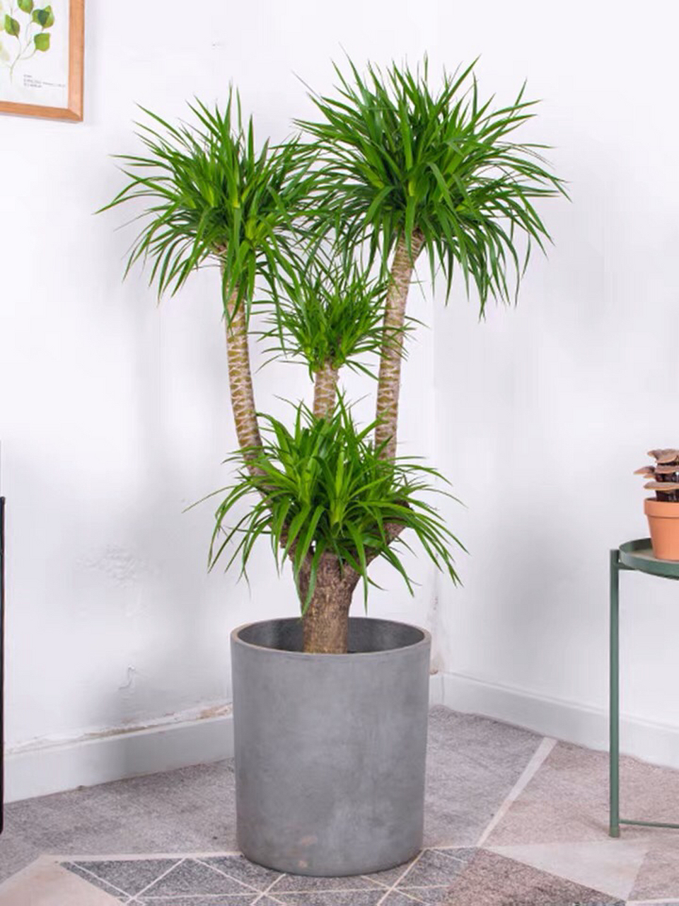 室内植物---龙血树 承接广佛绿植租摆(办公室,小区,别墅,庭院,厂区