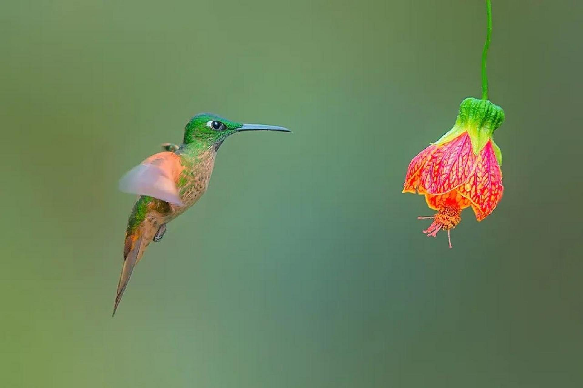 世界上最小的鸟——蜂鸟 世界上最小的鸟就是蜂鸟,它的体重一般在2.