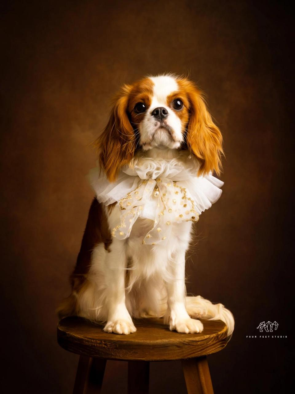 查理王小猎犬 请所有的贵气修狗都来姨姨这里拍油画好吗!