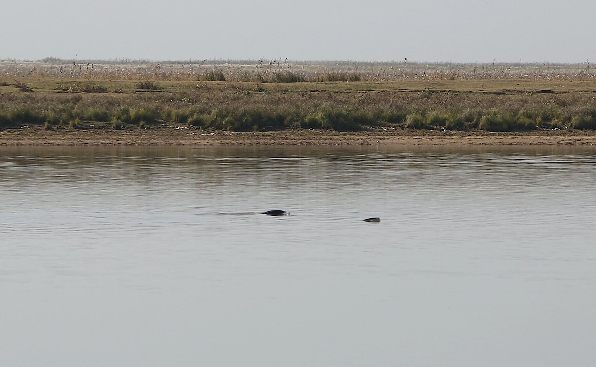 近期濒危物种守护团队在鄱阳湖水域巡护时,终于拍到了国宝长江江豚,一