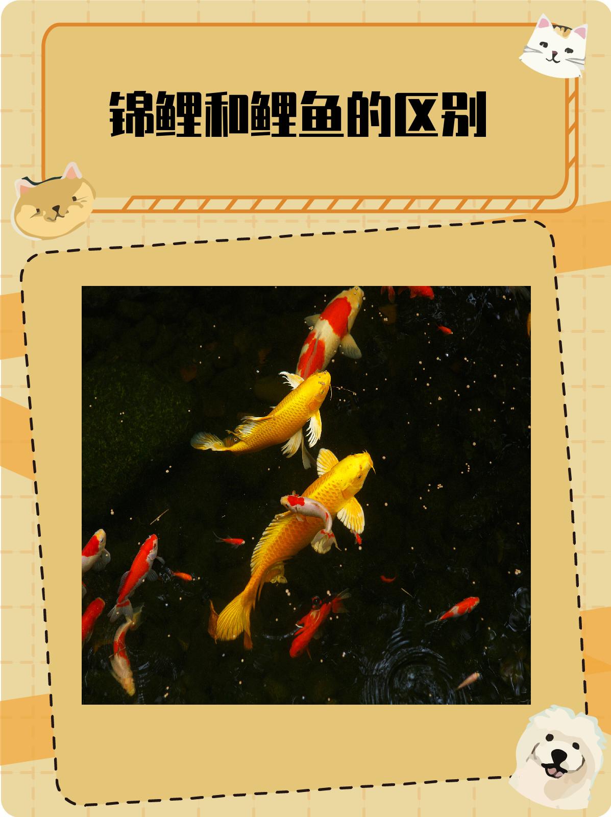 锦鲤和鲤鱼的区别  1.