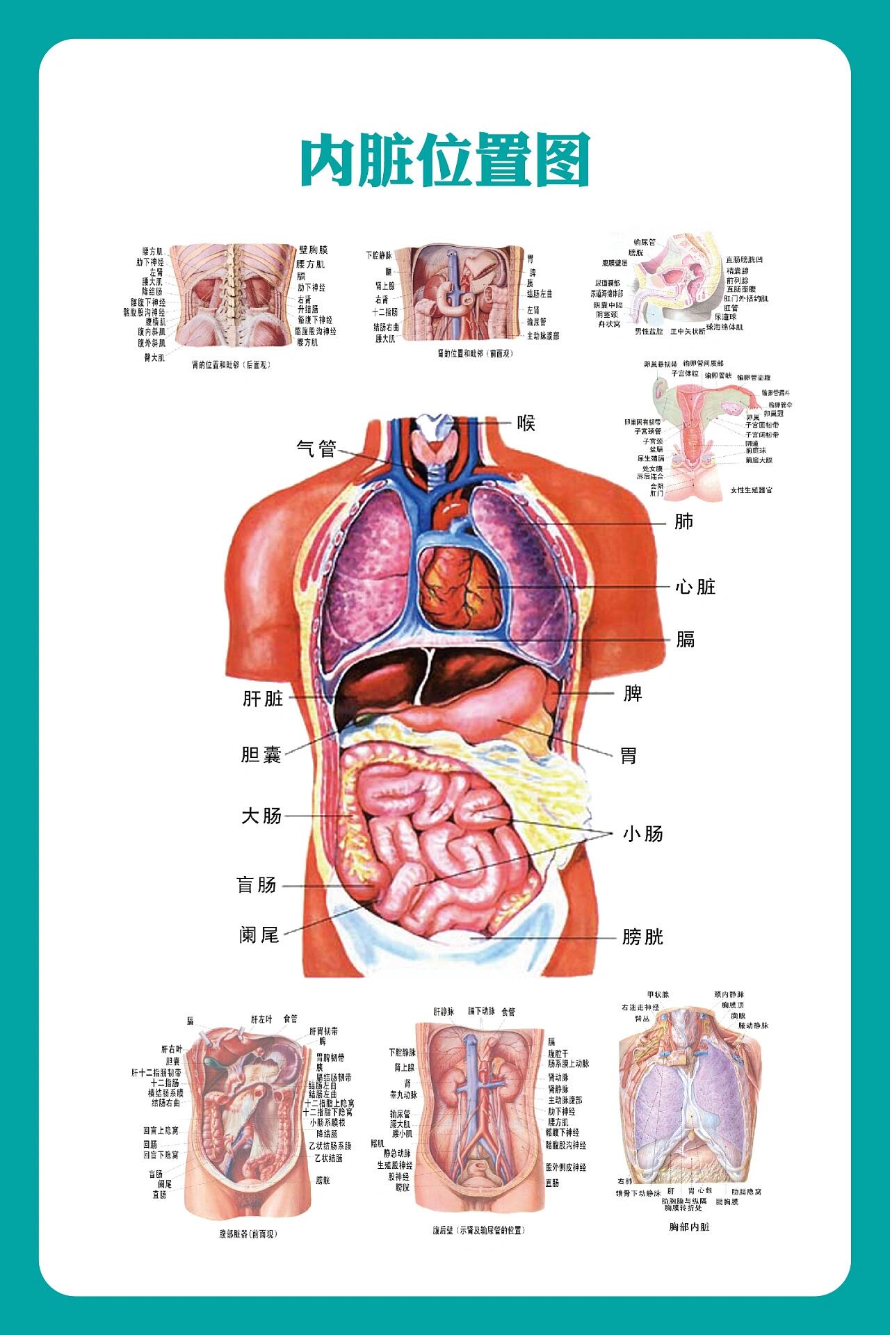 儿童内脏分布图图片