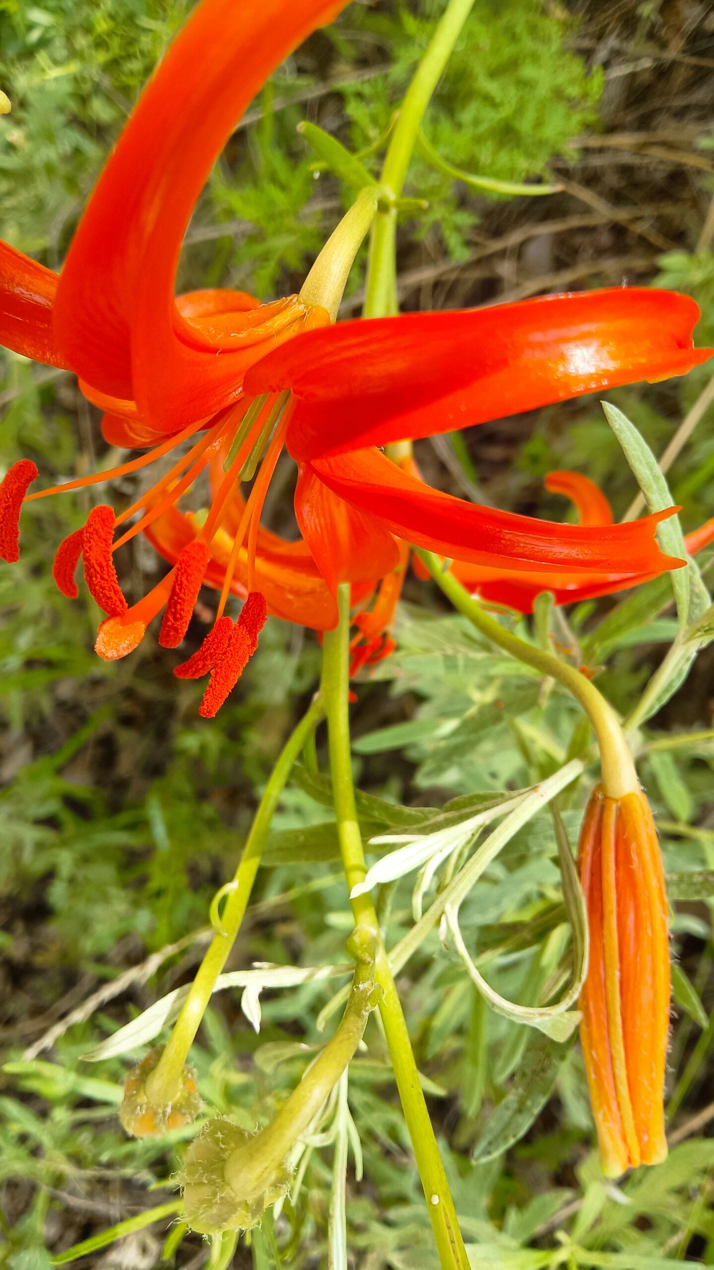 山丹丹开花红艳艳