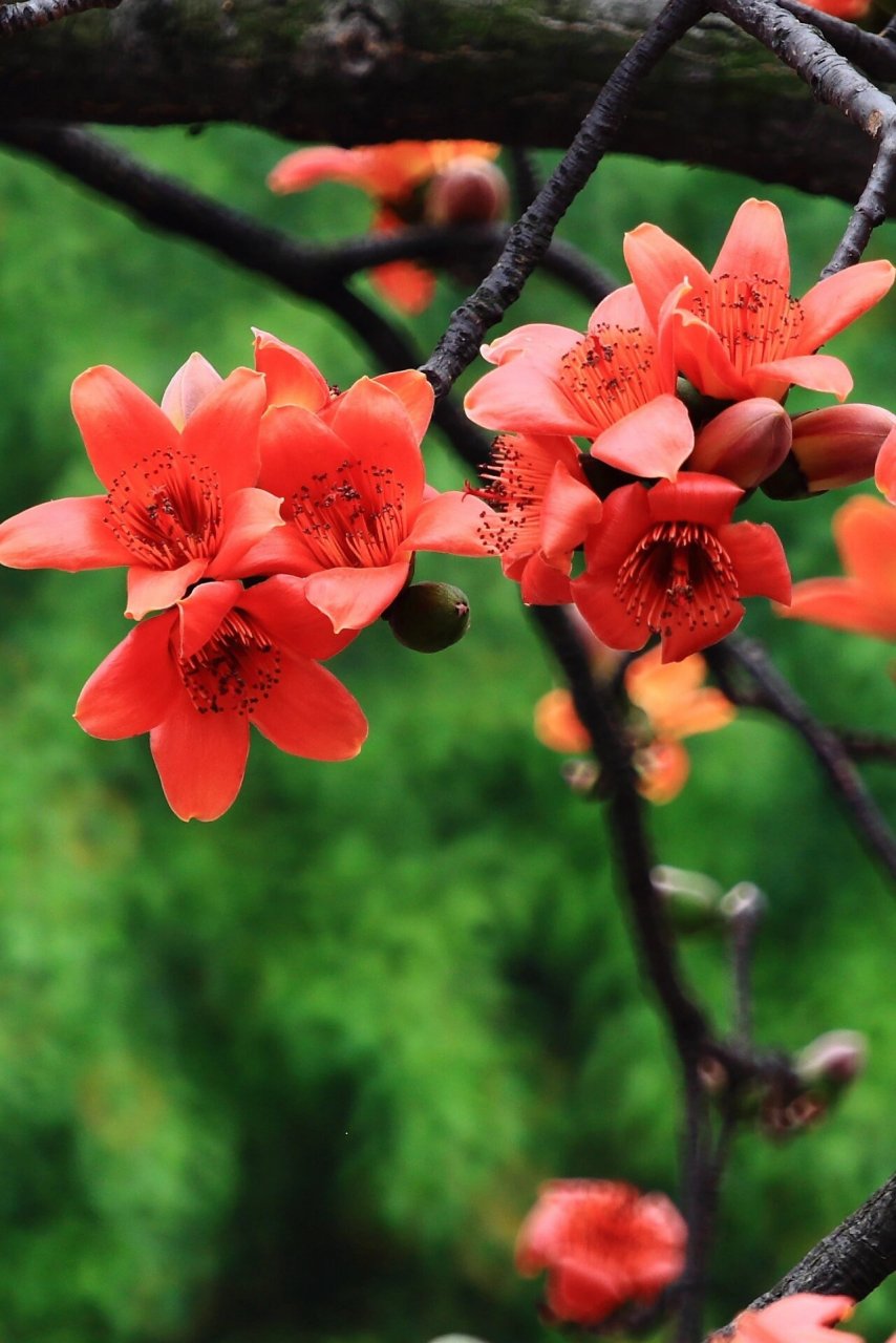 延安的市花是什么图片