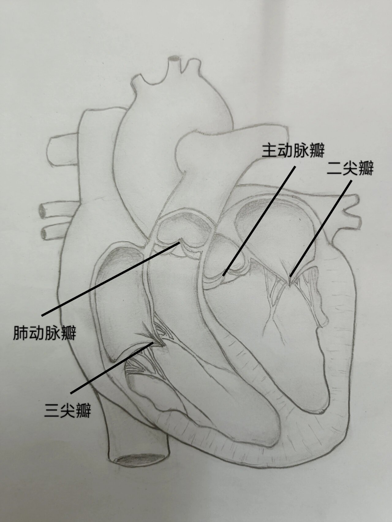 心脏解剖图绘画