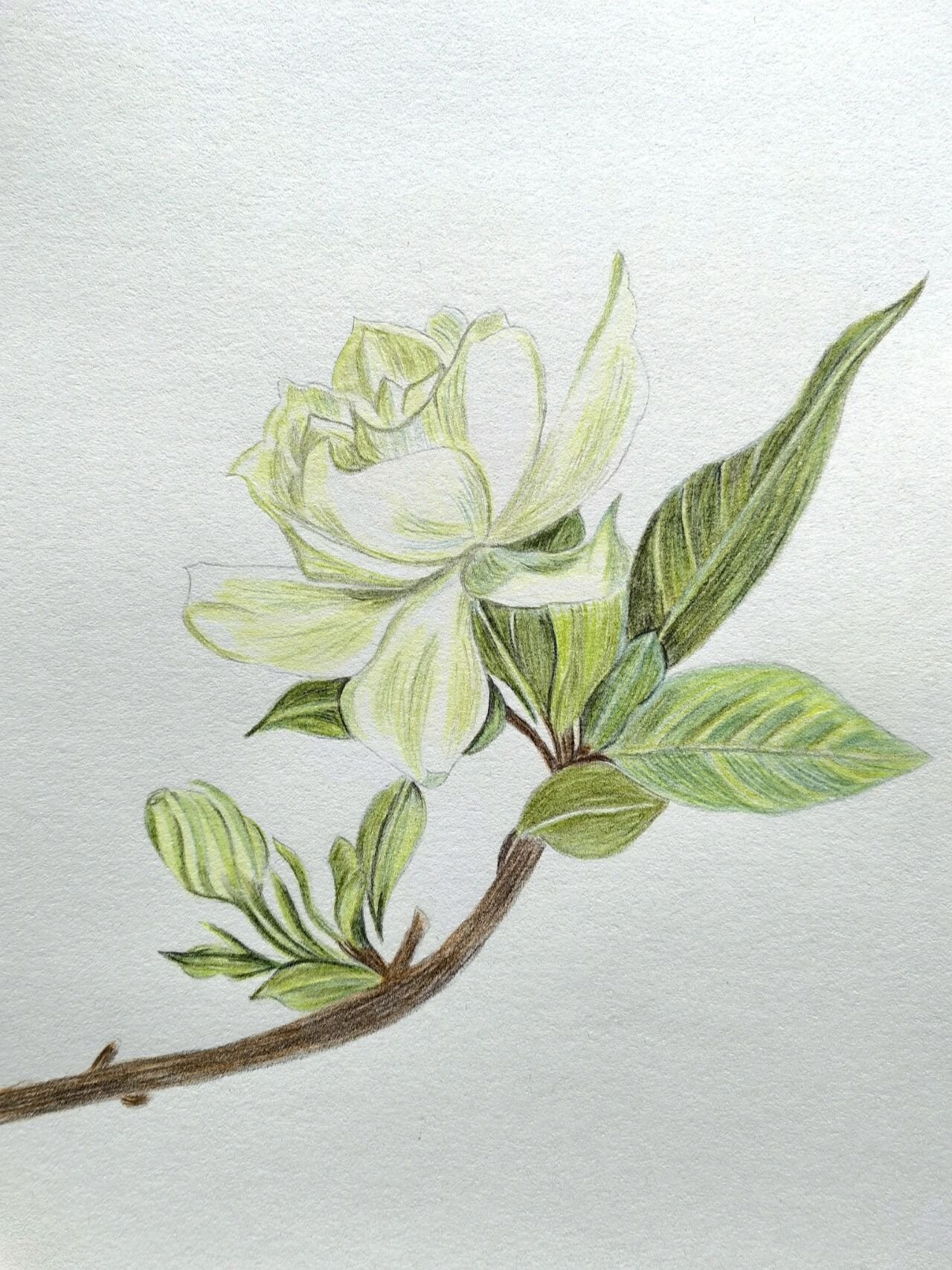 彩铅临摹:栀子花@意境满别离的动态