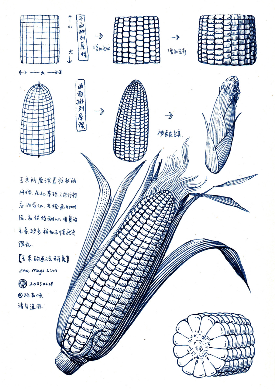 一串玉米的画法图片