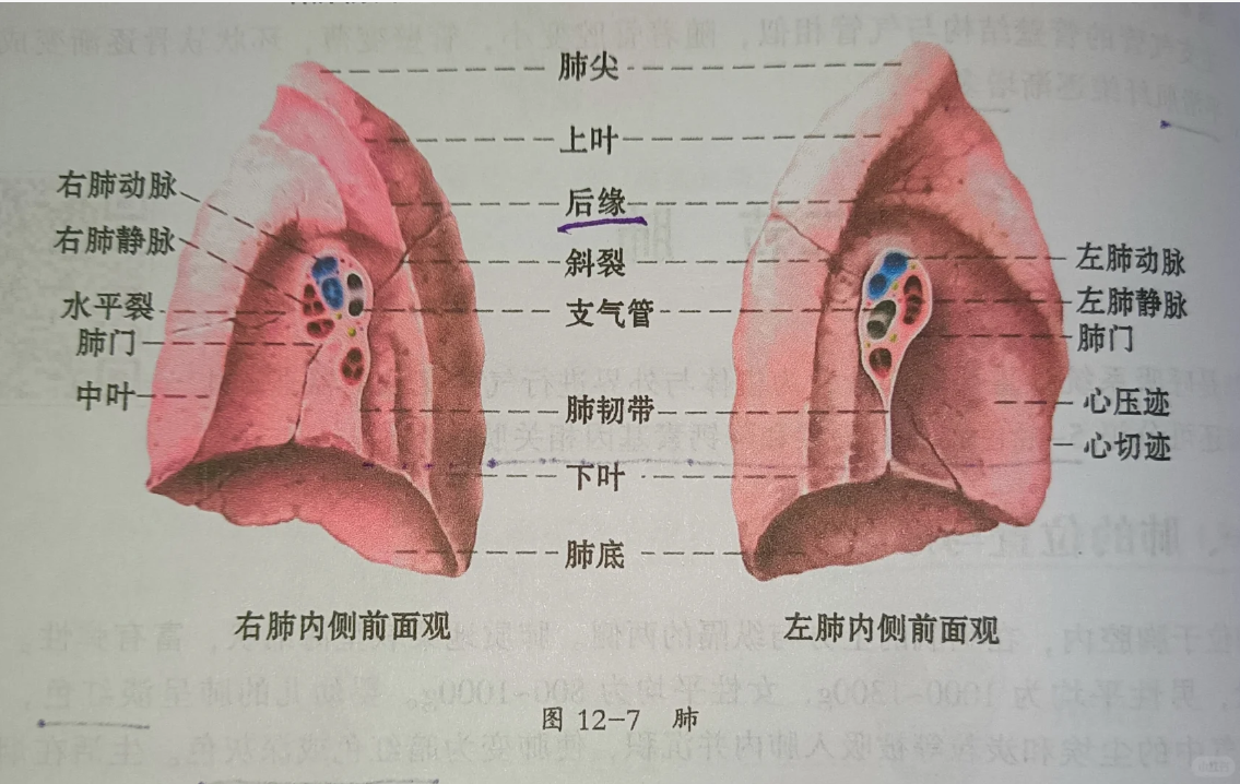 肺门是肺纵隔面中央的椭圆形凹陷,这里进出肺的结构包括支气管,血管