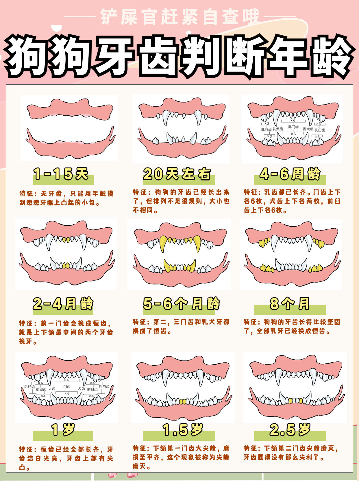 狗臼齿的位置图片图片