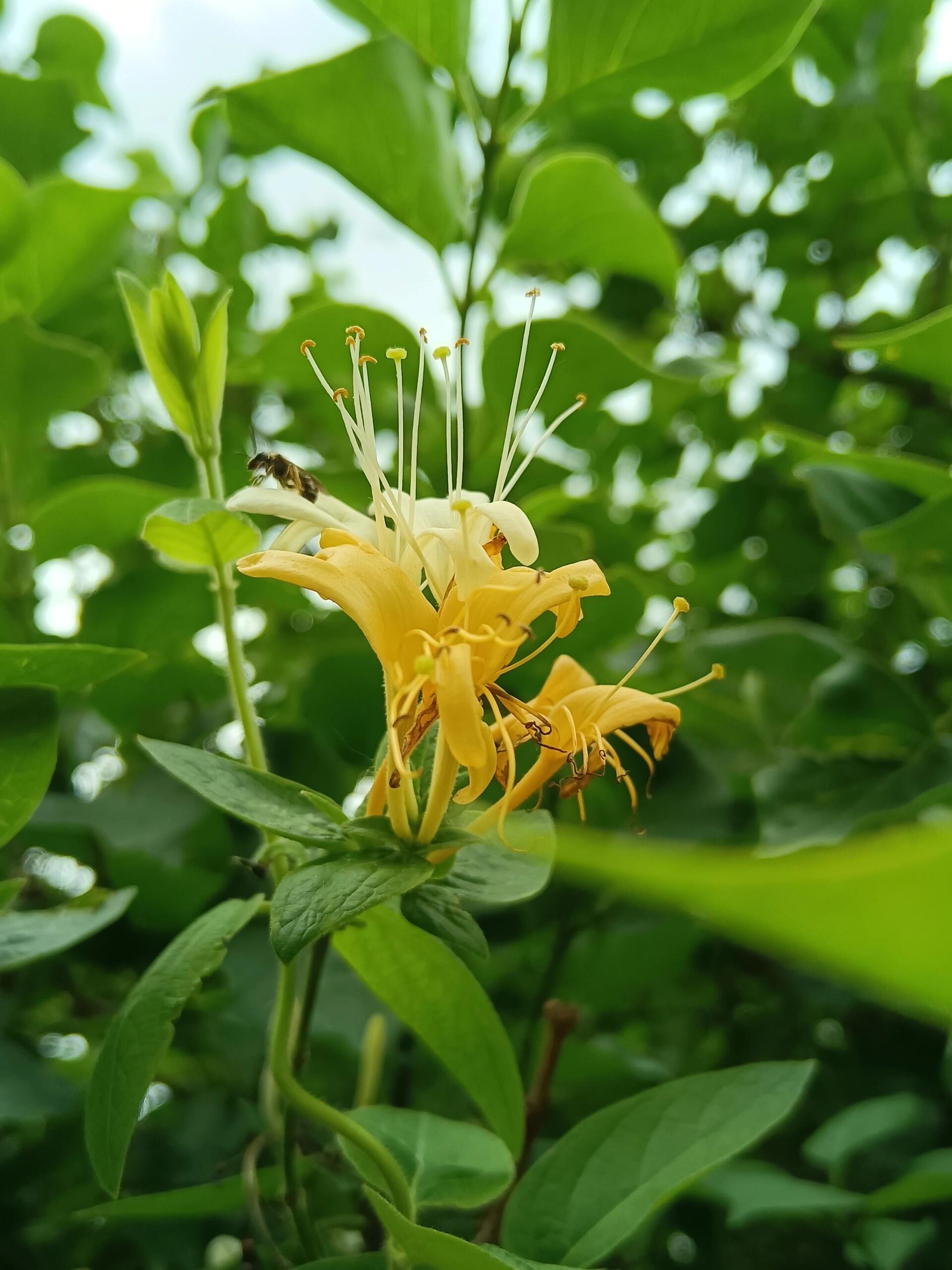 金银花