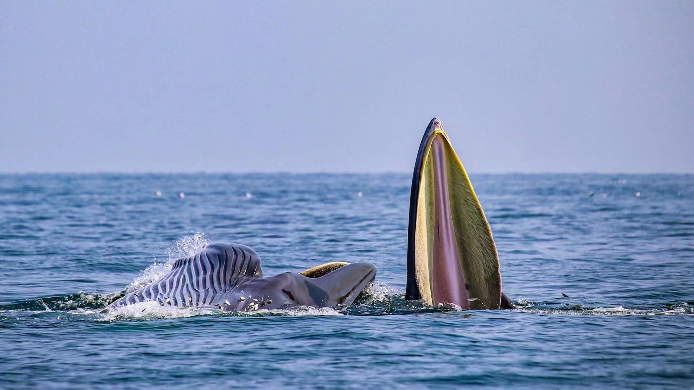 悄悄告诉你:在涠洲岛看见鲸鱼需要几步95 来涠洲岛看鲸鱼95, 迎接
