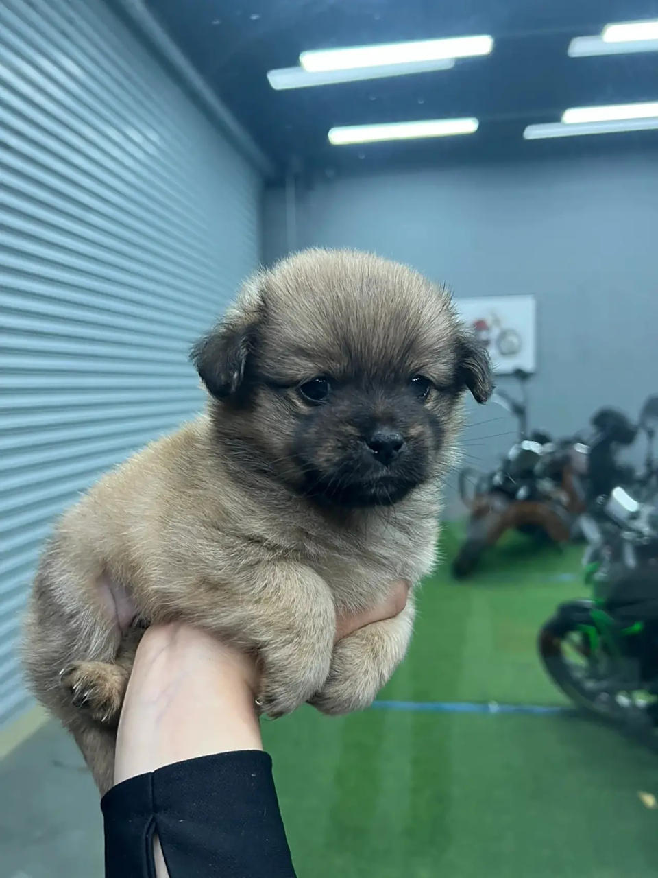 土狗小时候是最可爱的,肥肥胖胖的小土狗.