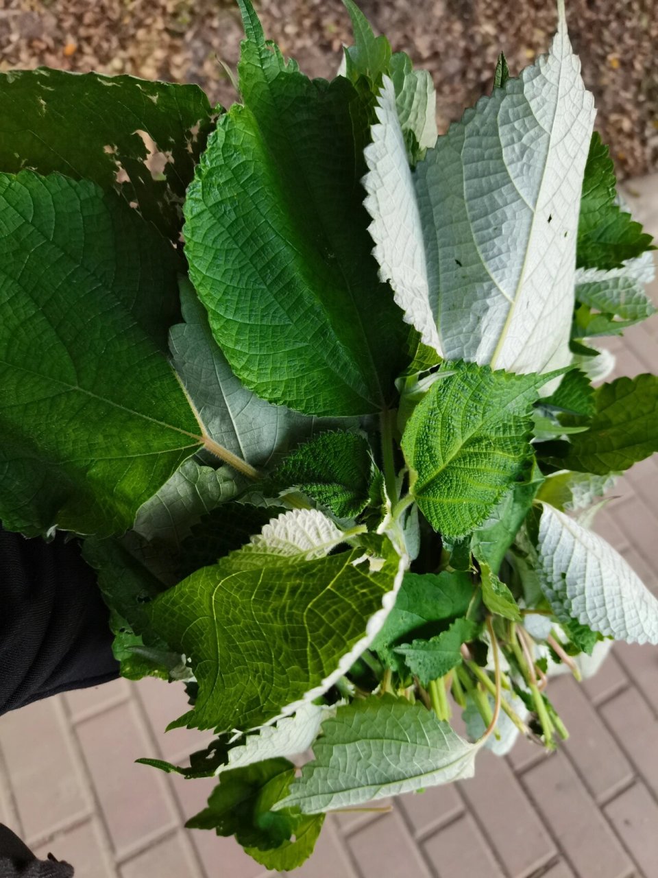 又去给小八摘了白麻叶.准备晒干一部分