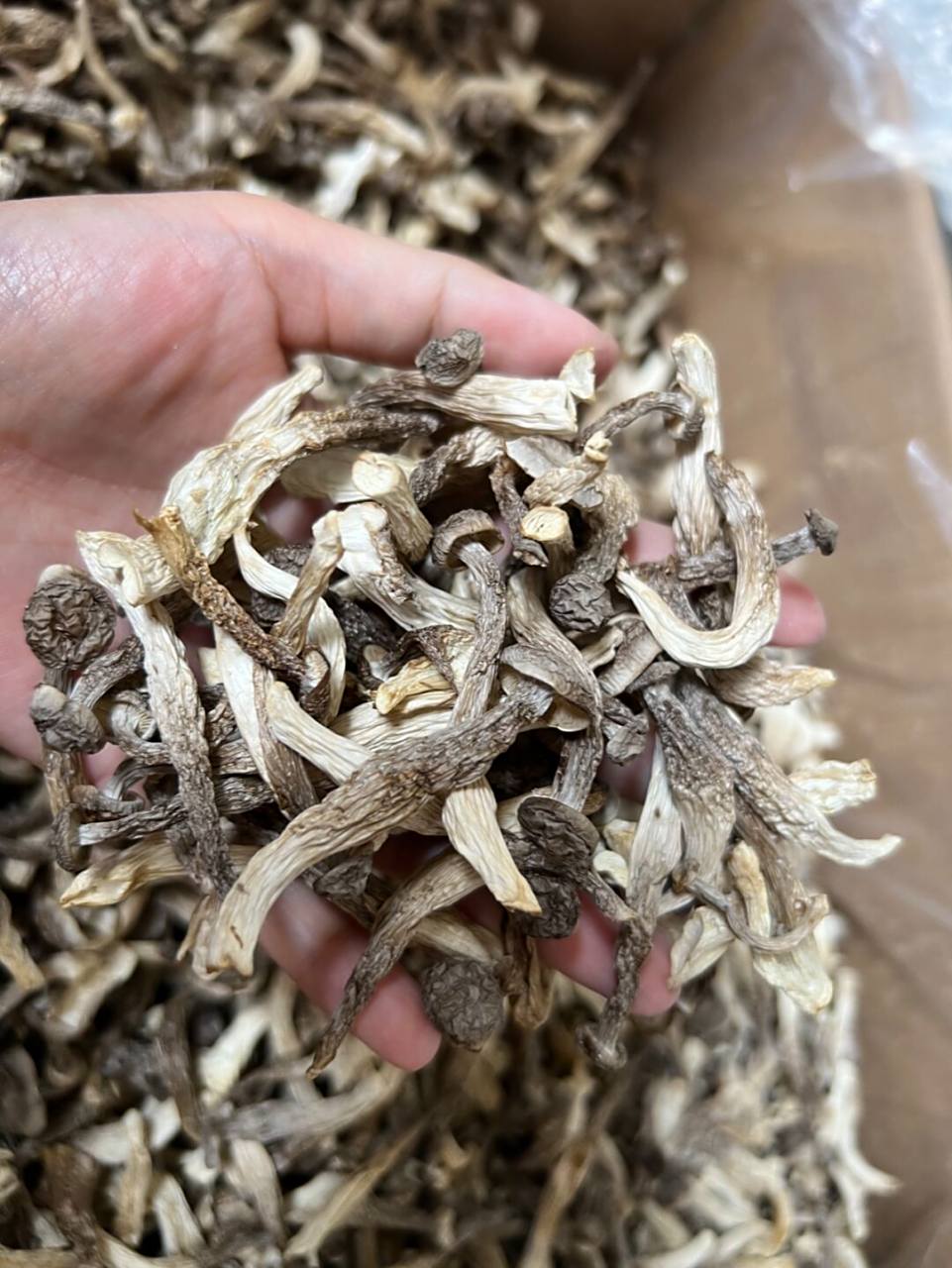 02#鹿茸菇#0202#食用菌