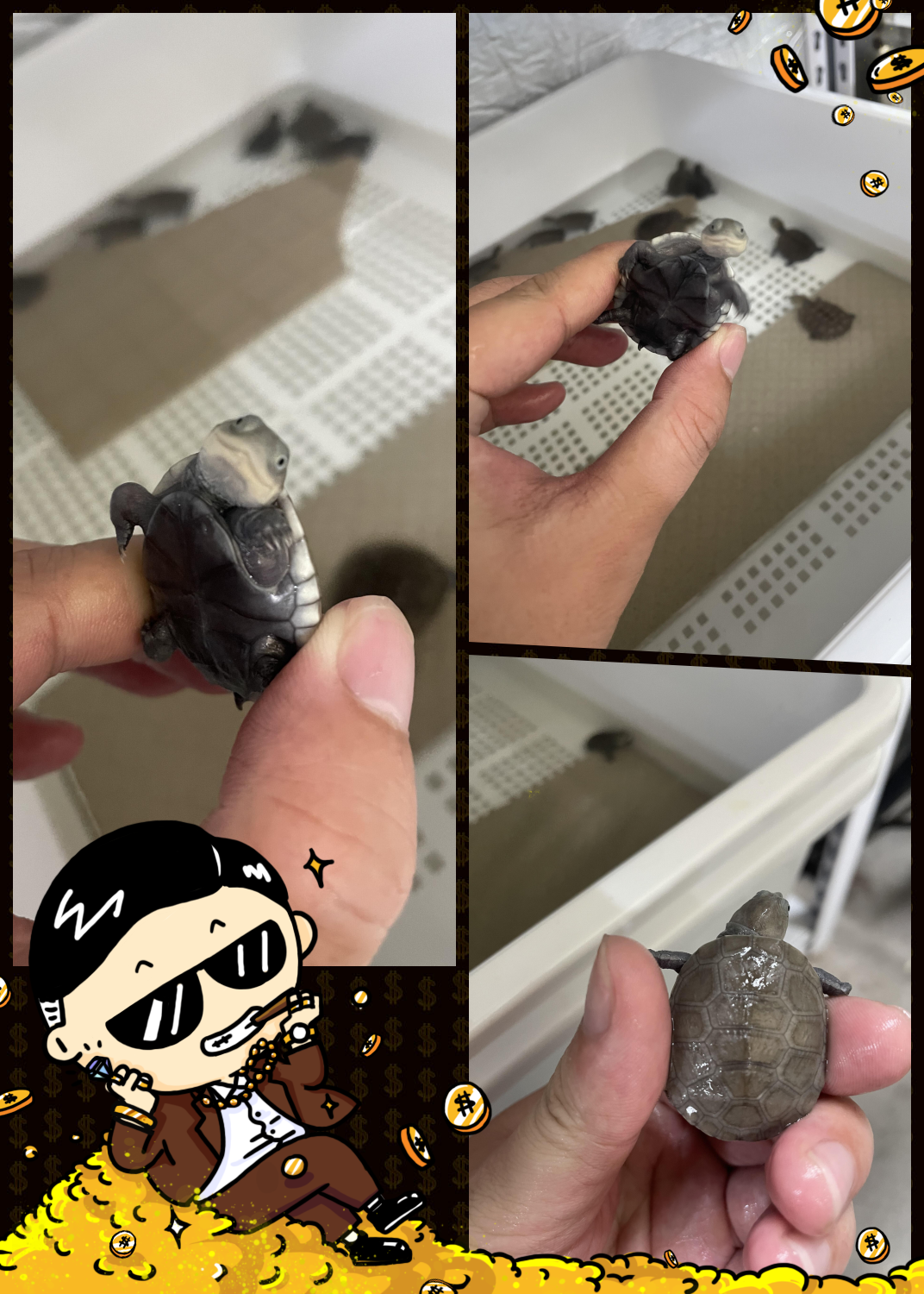 沼泽龟,又名大笑脸网红龟,真的是超级可爱!