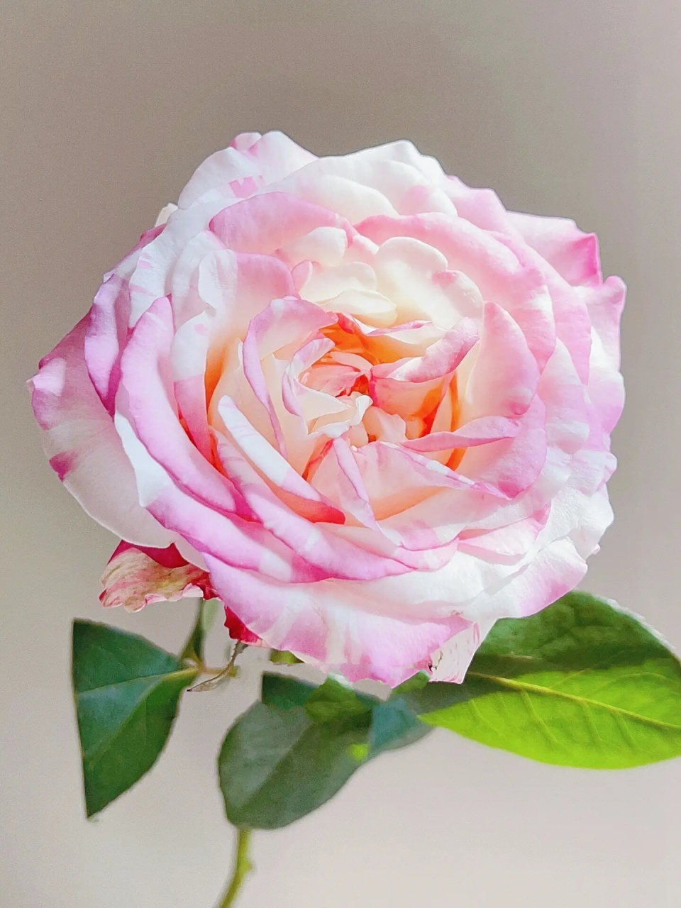 『玫瑰·霓裳』在春天92遇见最好的霓裳 wow春天的霓裳就是玫瑰花中