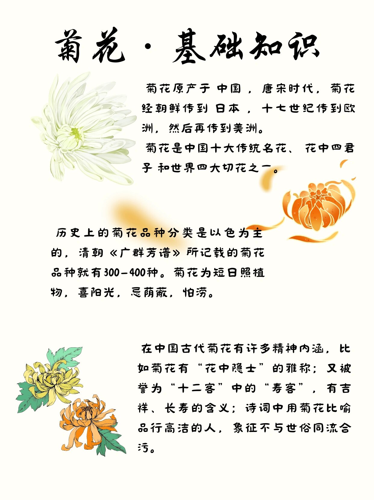 菊花知识|一起来认识花中四君子之菊花