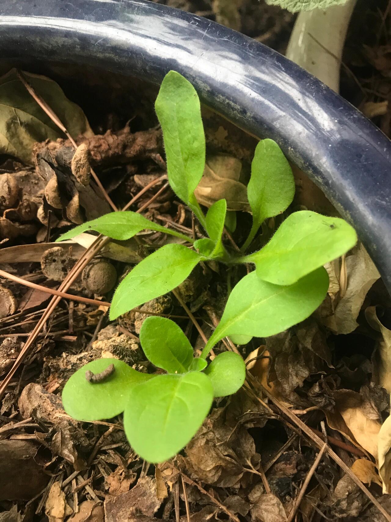 娇嫩欲滴的矮牵牛花小苗超级嫩绿的叶片喜人 长得非常嫩绿可人的牵牛