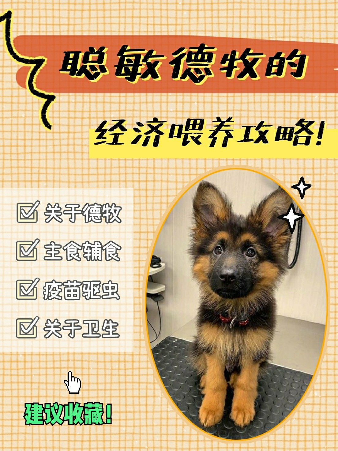 平背德牧犬图片大全