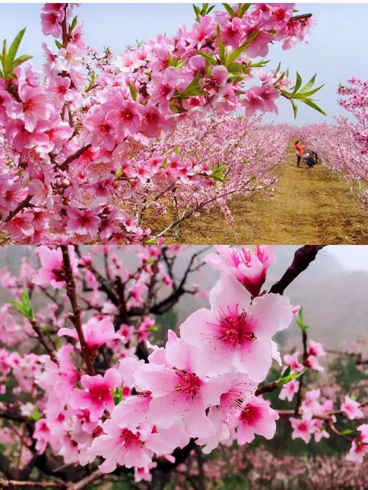 西安周边 | 8个最值得一去的桃花观赏点 11566 柳泉口村 99位置