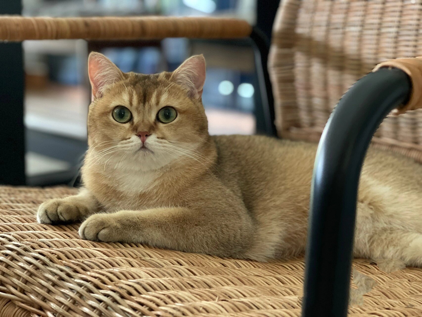 一岁半的金渐层,体重只有7斤,请问大家,猫咪体重还会增加不?