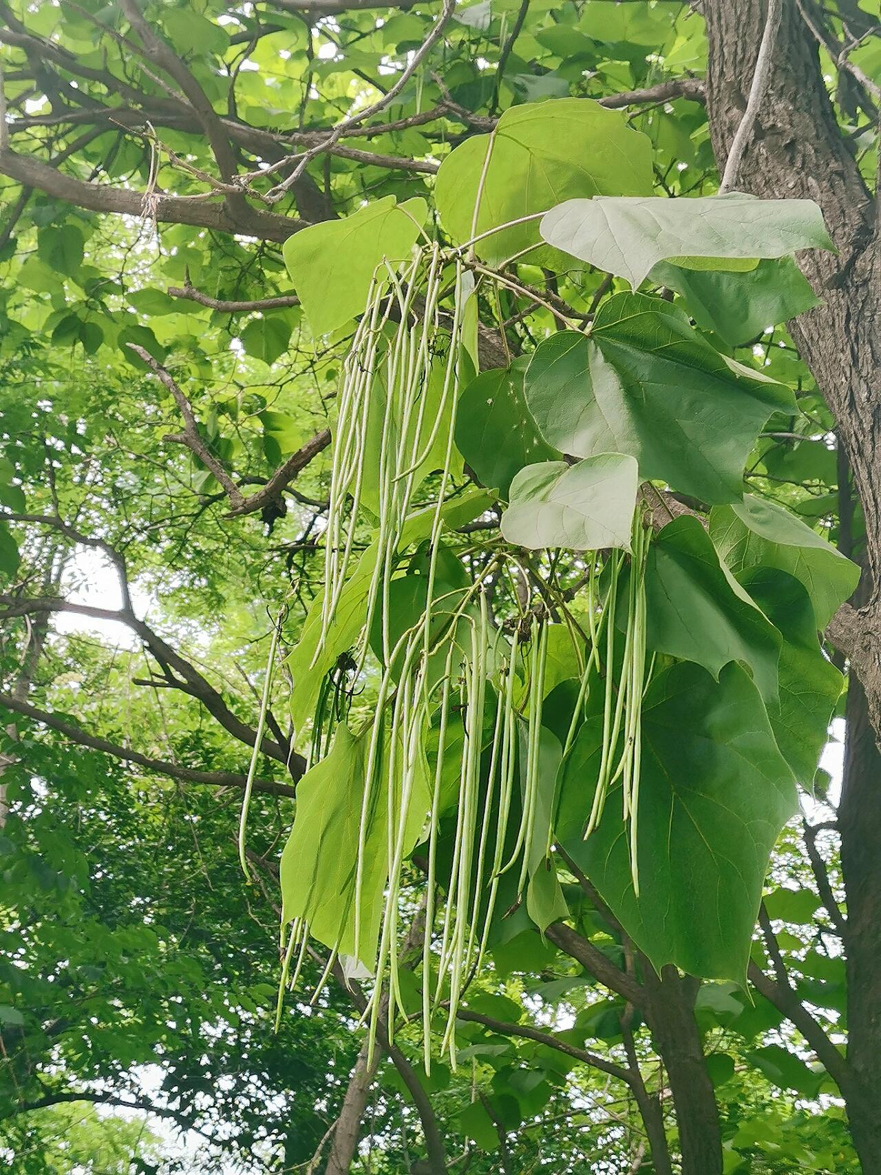 豆角树怎么画图片