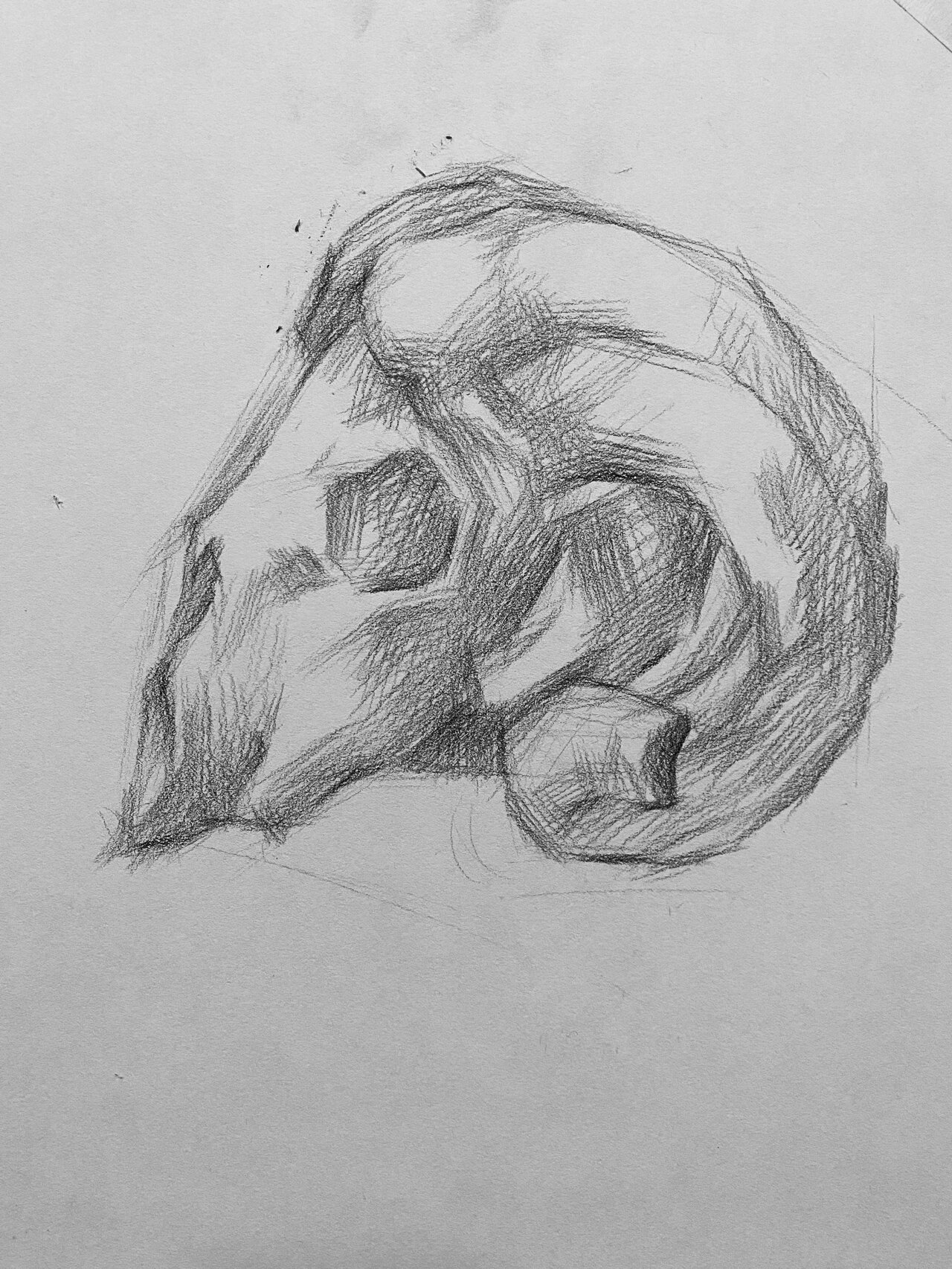 千寻画室素描静物羊头骨步骤