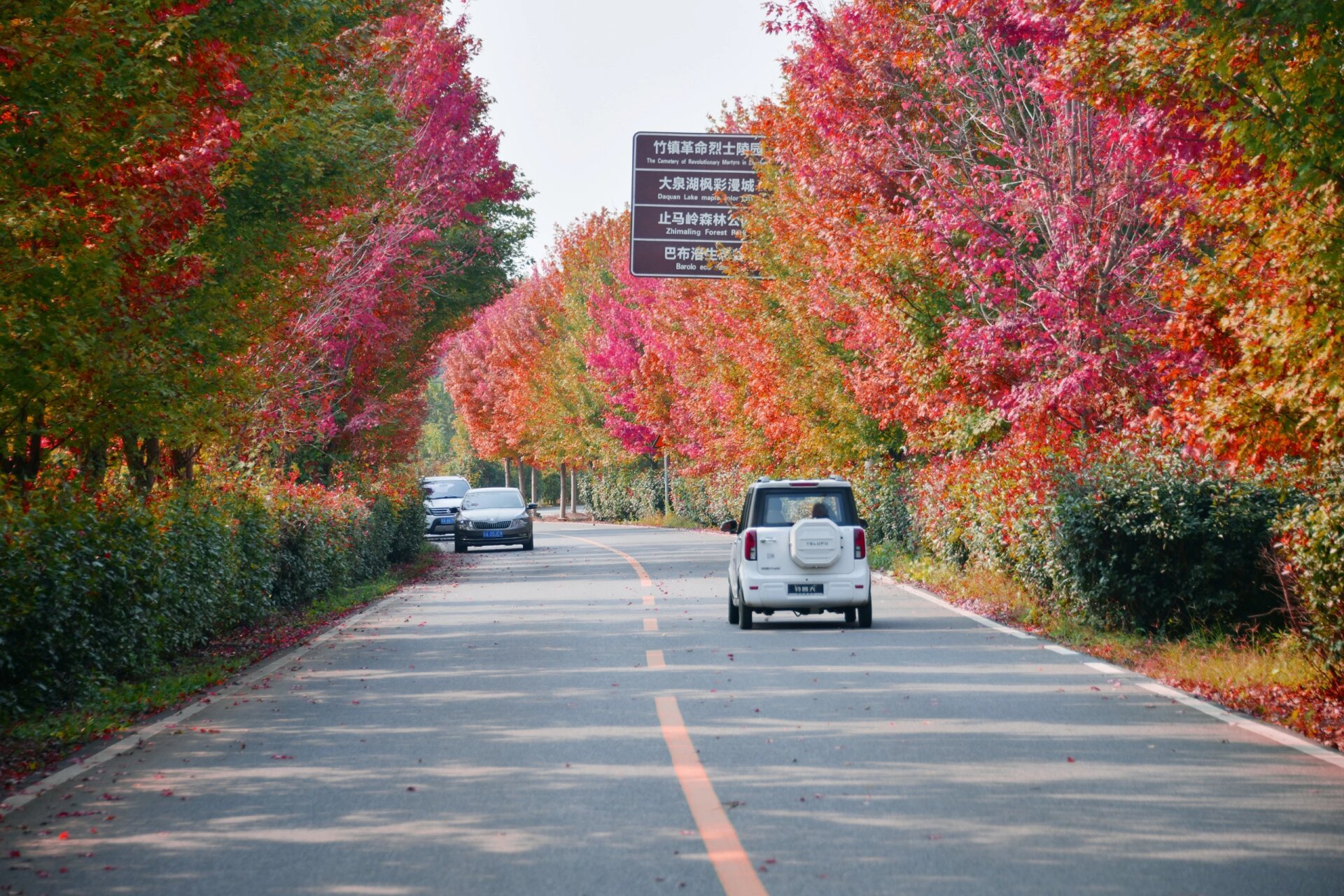 枫彩漫城 大泉湖的枫叶大道已全红,等待人们去观赏