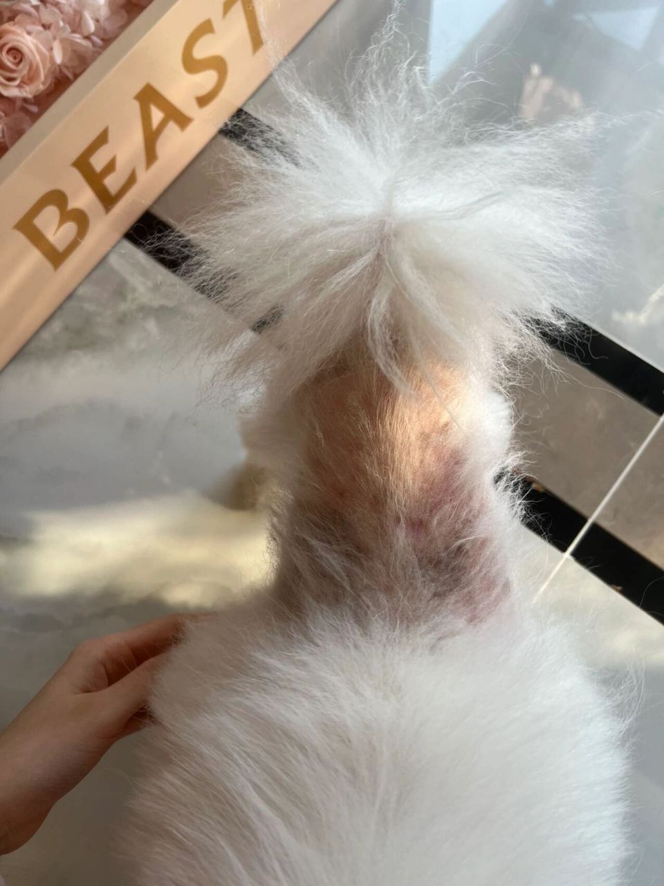 看到好多姐妹家的博美都有黑皮症给一些我家长毛的建议.