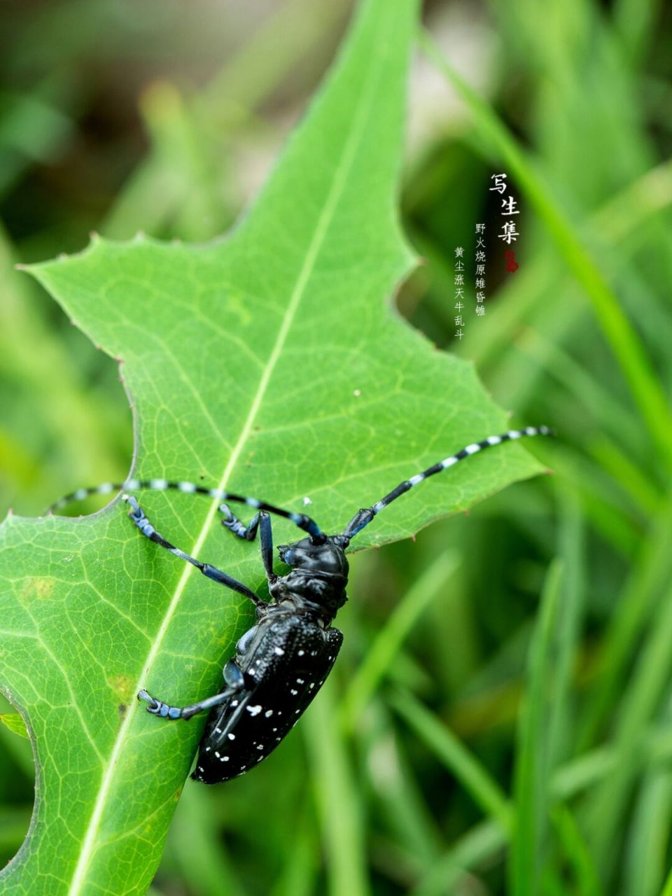 【写生百科】 柳光肩星天牛,拉丁学名:anoplophora glab