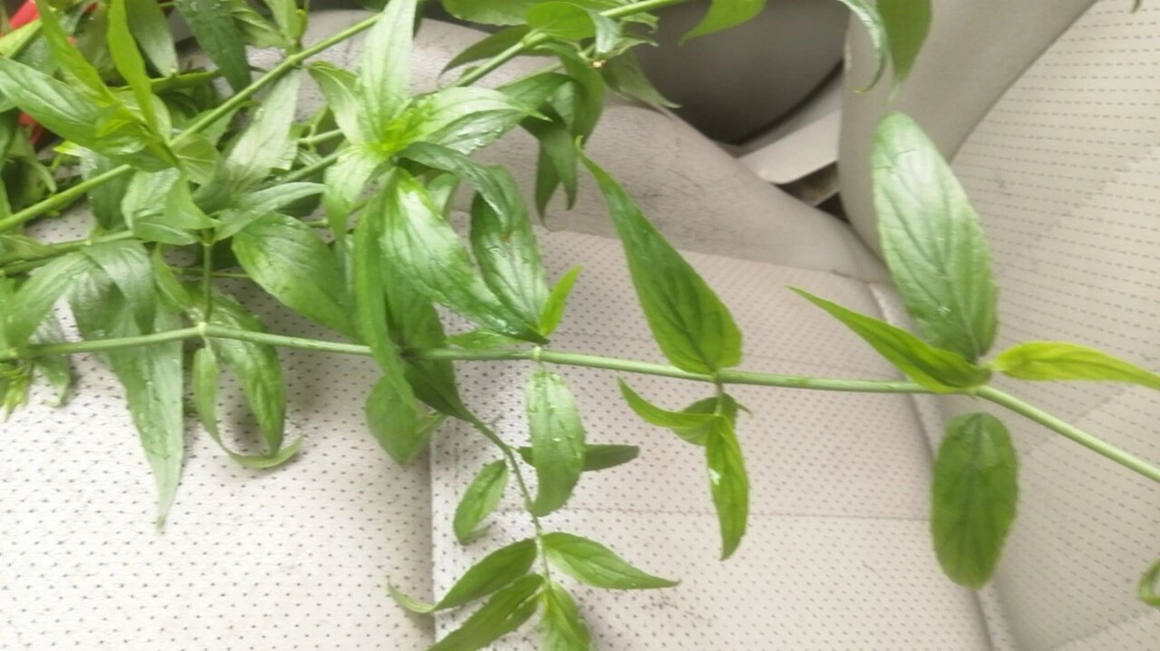 忧遁草 青藤仔,又名忧遁草,有一年,爸爸肝炎复发,爸爸叔叔说记得老屋