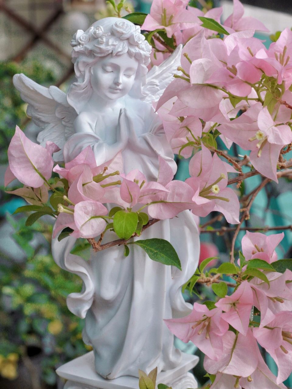 粉色系仙女三角梅-粉天使 粉天使的优点:花大,颜色仙,不掉花(风吹雨打