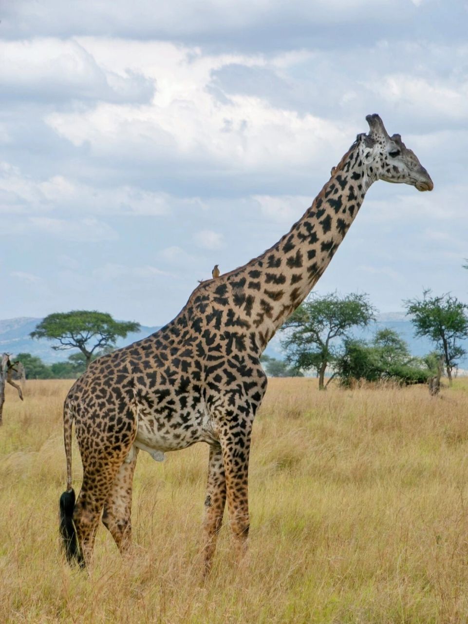 长颈鹿,偶蹄目长颈鹿科长颈鹿属.非洲的一大明星.