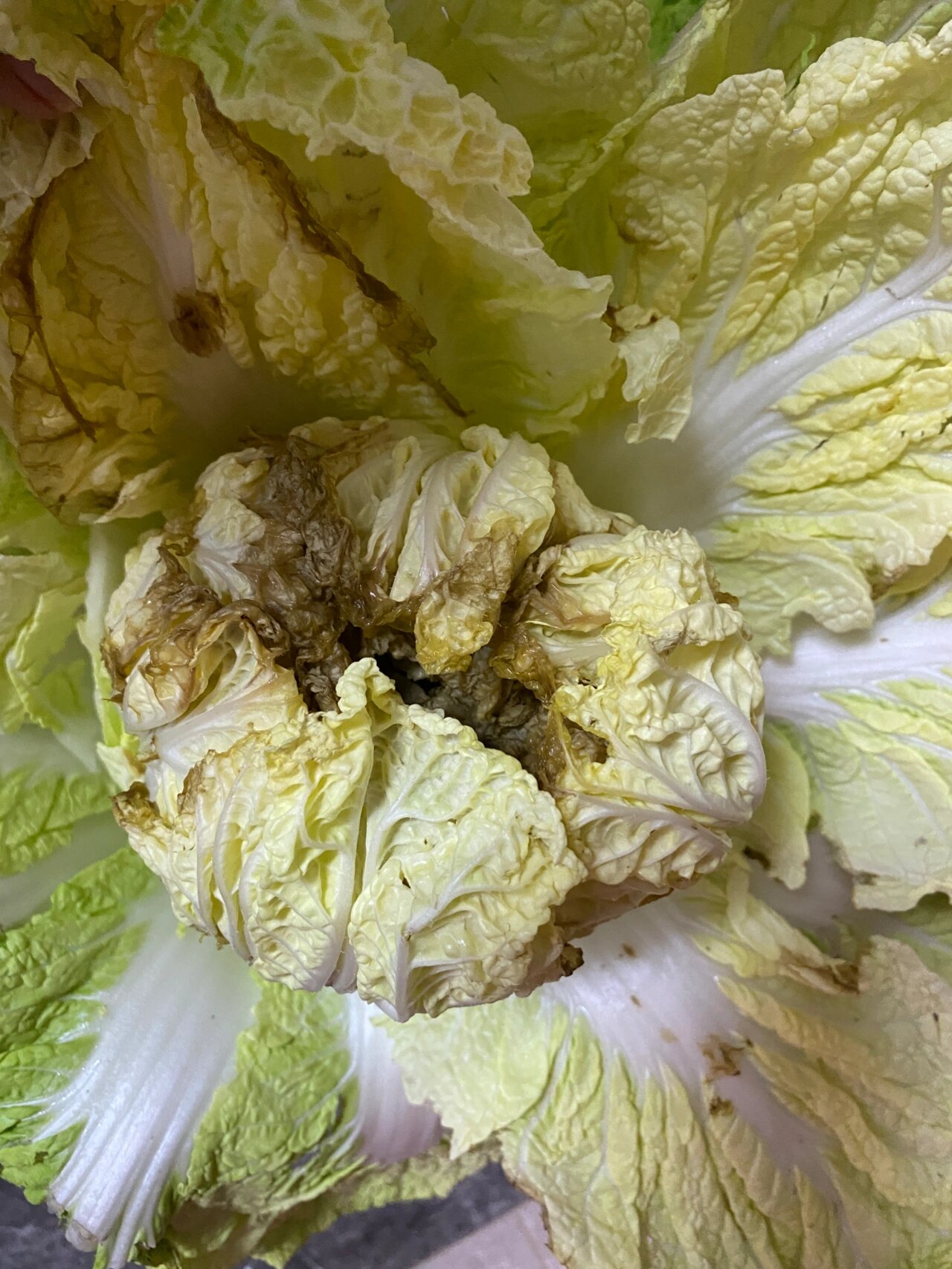 疫情下团购的大白菜烂心了!