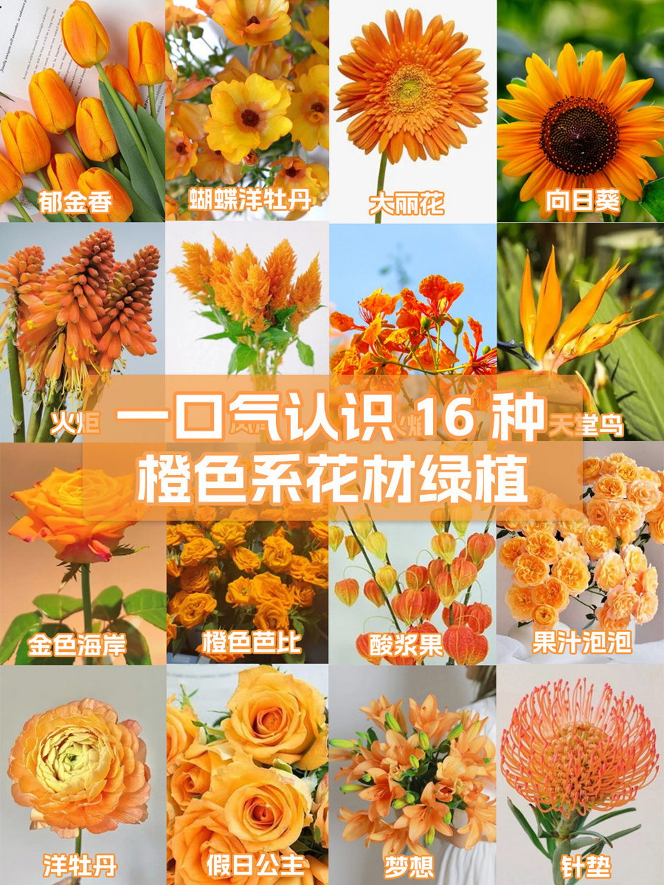 花材系列② | 一口气认识16种橙色系花材 橙色代表温暖,是欢快活泼的