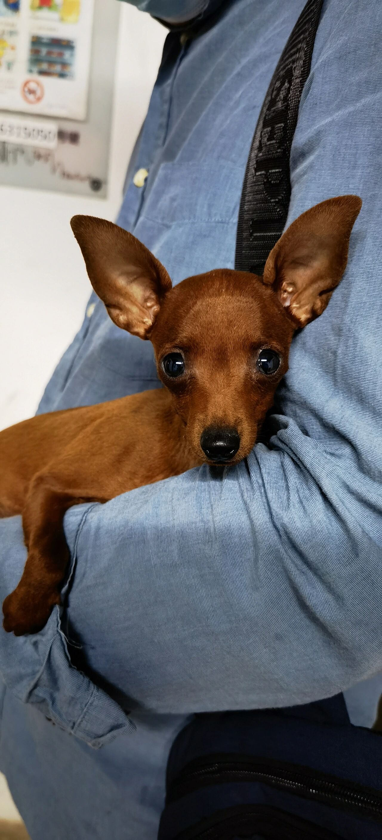 小鹿犬喂食标准图片