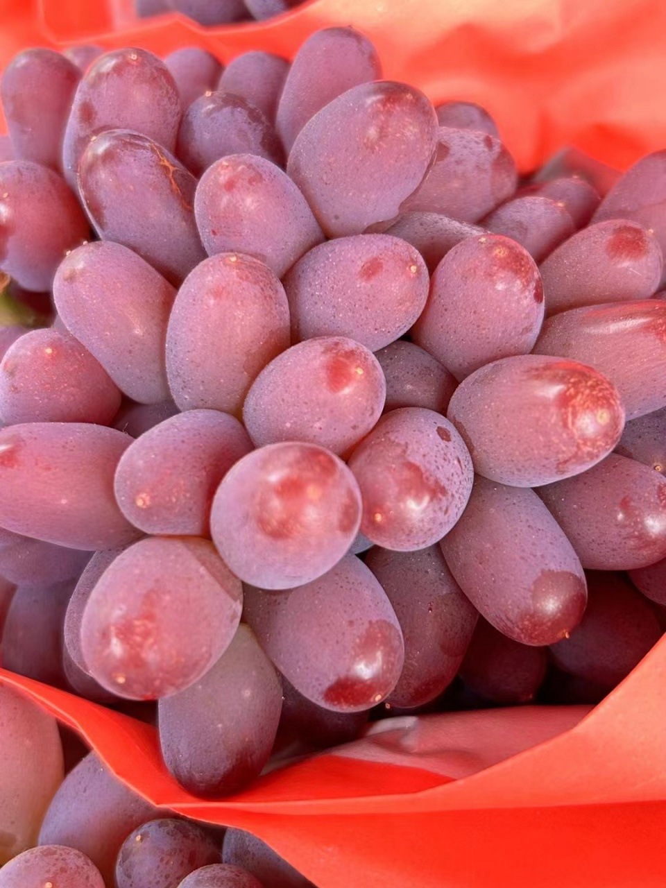 新品96 【茉莉香葡萄99】97郁金香葡萄又名茉莉香9997浓浓