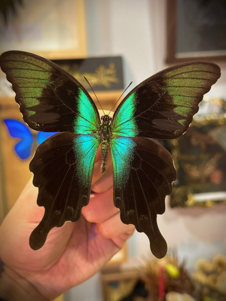 翠凤蝶亚属结构色,翡翠凤蝶有很多亚种,本亚种的特点在于颜色偏蓝