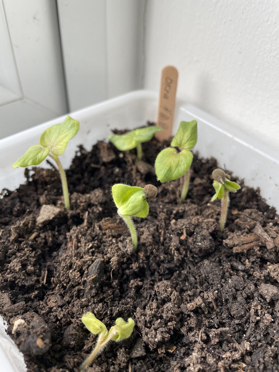 我的茼蒿发芽了97 图一:03/03 播种的茼蒿,才第3天就发芽了97!