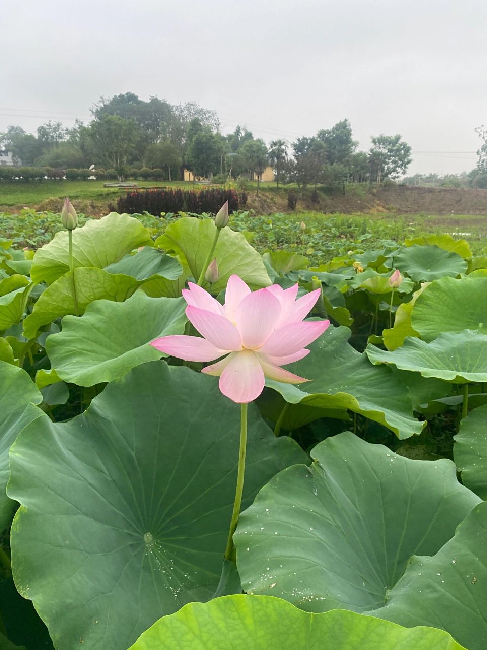 永川十里荷香(端午家庭游好去处) #亲子游# #夏日荷花# #荷花# #睡莲