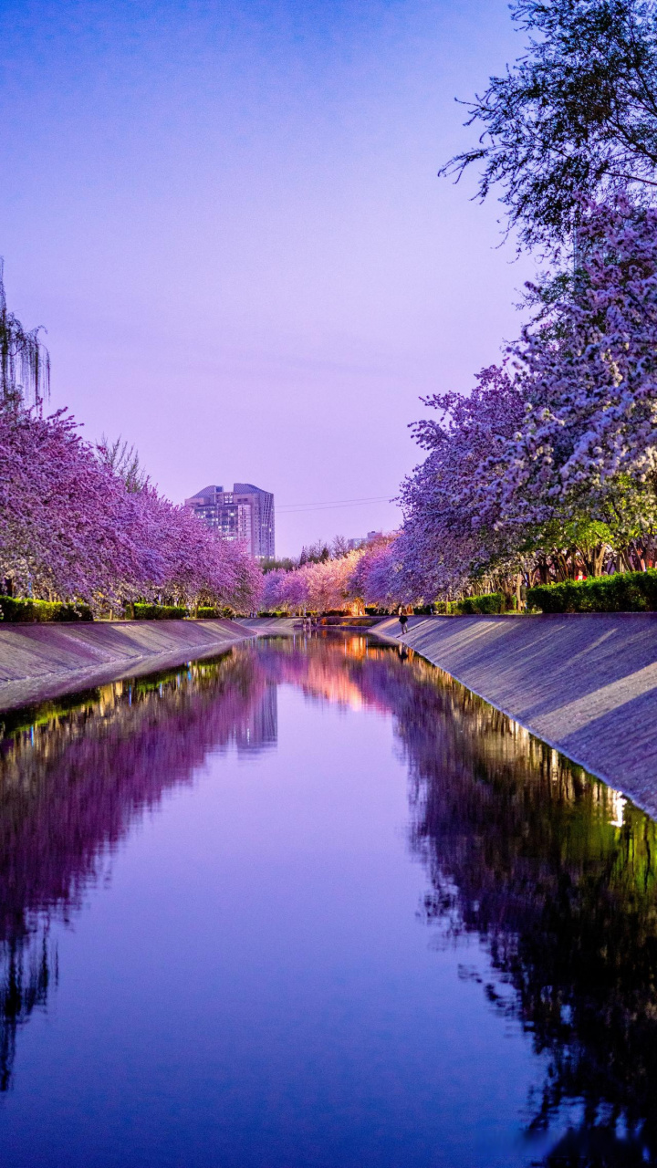 首都的春天太美了,百花齐放,望京的夜色迷人治愈系风景笔记灵感春游记