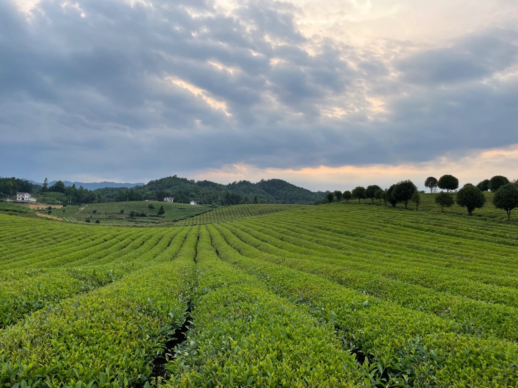 中国茶海·贵州湄潭 世界上最大的连片茶园95 来湄潭赴一场茶海之约