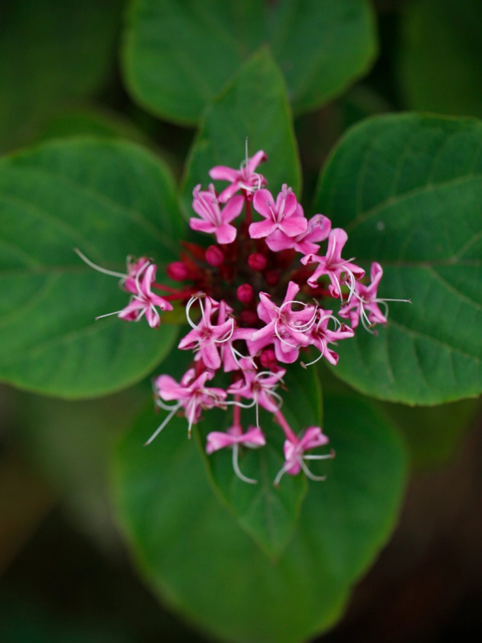 牛背山 成都平原 第52天 vol.52  臭牡丹 .